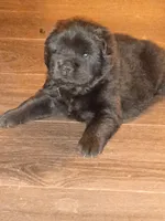 Pup 2, a male Chow Chow for sale in Sims, IL – Photo 1 of 6
