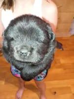 Pup 2, a male Chow Chow for sale in Sims, IL – Photo 5 of 6