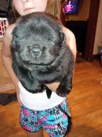 Pup 2, a male Chow Chow for sale in Sims, IL – Photo 4 of 6