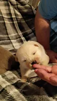 Chunky , a male Chow Chow for sale in Sims, IL – 2 of 5