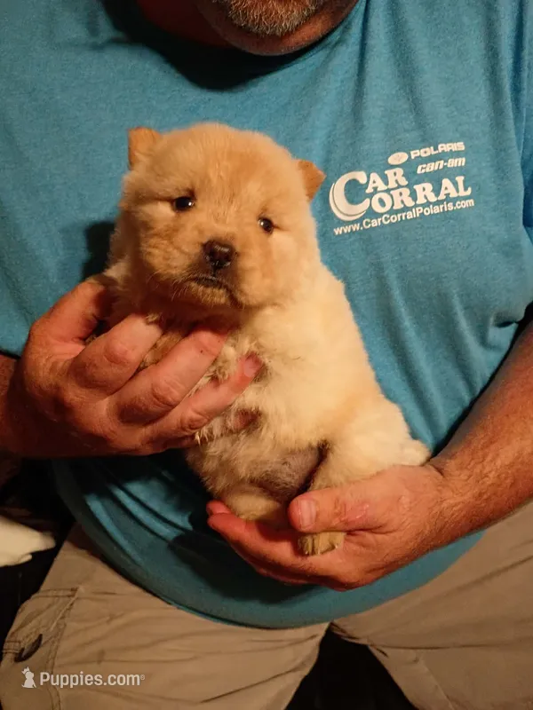 Cream female 1 – Chow Chow puppy for sale in Sims, IL