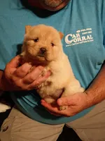 Cream female 1, a female Chow Chow for sale in Sims, IL – 1 of 7