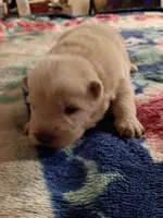 Cream, a female Chow Chow for sale in Sims, IL – Photo 5 of 8