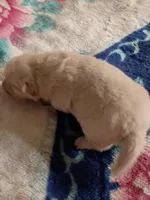 Cream, a female Chow Chow for sale in Sims, IL – Photo 4 of 8