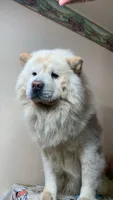 Cream, a female Chow Chow for sale in Sims, IL – Photo 8 of 8