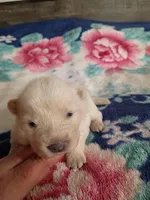 Cream, a female Chow Chow for sale in Sims, IL – Photo 2 of 8