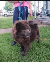 Cream, a female Chow Chow for sale in Sims, IL – Photo 3 of 8