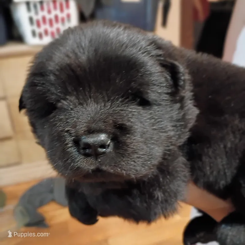 Pup, a male Chow Chow for sale in Sims, IL – Photo 1 of 9