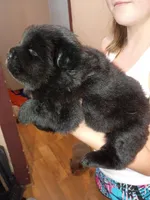 Pup, a male Chow Chow for sale in Sims, IL – Photo 4 of 9