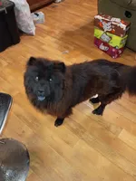 Pup, a male Chow Chow for sale in Sims, IL – Photo 6 of 9