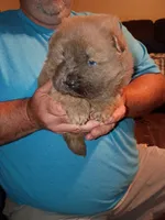 Male, a male Chow Chow for sale in Sims, IL – 6 of 8