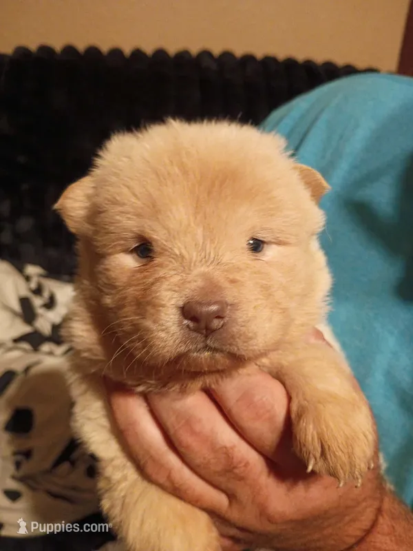 Cream female 2 – Chow Chow puppy for sale in Sims, IL