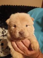 Cream female 2, a female Chow Chow for sale in Sims, IL – 1 of 8