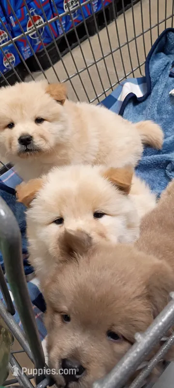 Chunky  – Chow Chow puppy for sale in Sims, IL