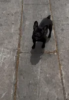 Chrome , a male French Bulldog for sale in Phoenix, AZ – Photo 2 of 2