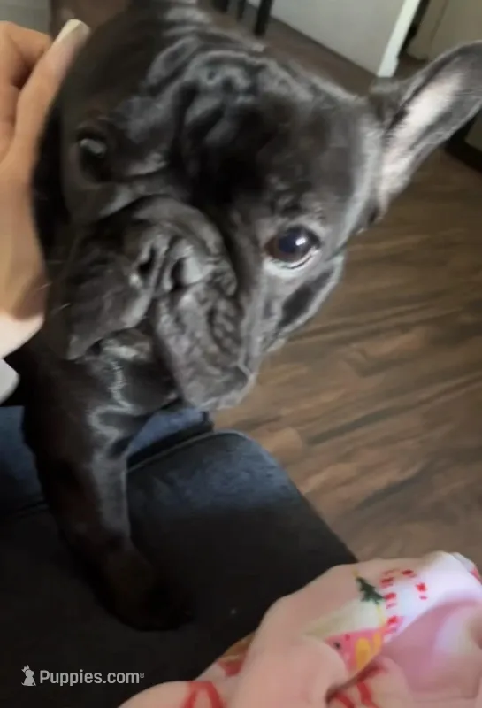 Chrome  – French Bulldog puppy for sale in Phoenix, AZ