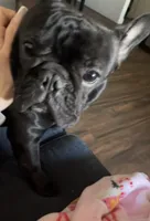 Chrome , a male French Bulldog for sale in Phoenix, AZ – Photo 1 of 2