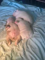 processed/e82cf457-1aab-4978-84ed-451d391c20a6/facility/f5c3d878-86ad-4952-9ab7-55e8b4970c86