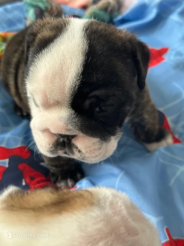 Coco – English Bulldog puppy for sale in Rockledge, FL