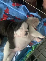 Coco, a female English Bulldog for sale in Rockledge, FL – Photo 3 of 4