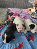 Coco, a female English Bulldog for sale in Rockledge, FL – Photo 2 of 4