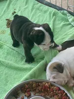 Coco, a female English Bulldog for sale in Rockledge, FL – Photo 4 of 4