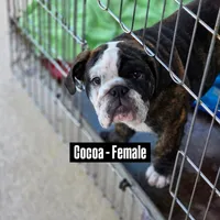 Coco, a female English Bulldog for sale in Rockledge, FL – Photo 3 of 8