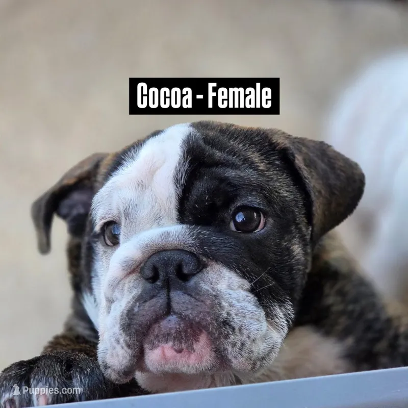 Coco – English Bulldog puppy for sale in Rockledge, FL