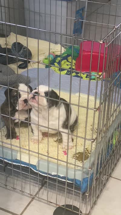 Sable, a female English Bulldog for sale in Rockledge, FL – 6 of 6