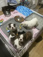Mini Muu, a female English Bulldog for sale in Rockledge, FL – 3 of 6