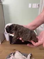 Sable, a female English Bulldog for sale in Rockledge, FL – 4 of 6