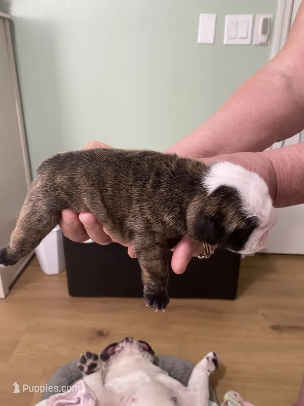 Sable – English Bulldog puppy for sale in Rockledge, FL