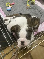Mini Muu, a female English Bulldog for sale in Rockledge, FL – 2 of 6