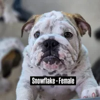 SnowFlake, a female English Bulldog for sale in Rockledge, FL – Photo 2 of 8
