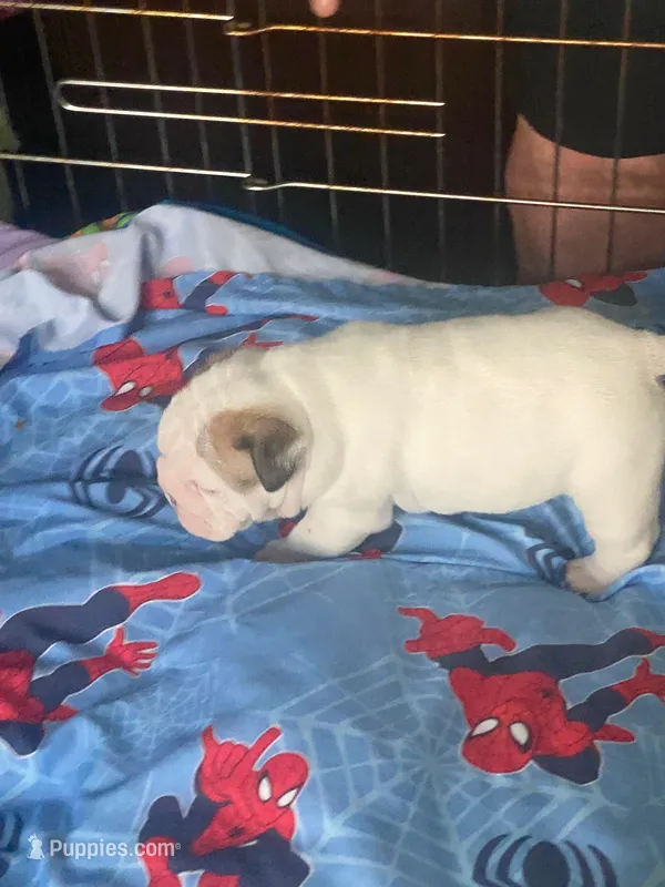SnowFlake – English Bulldog puppy for sale in Rockledge, FL