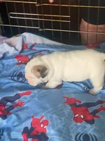 SnowFlake, a female English Bulldog for sale in Rockledge, FL – Photo 1 of 3