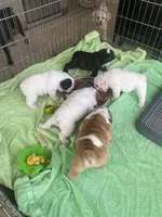 SnowFlake, a female English Bulldog for sale in Rockledge, FL – Photo 2 of 3