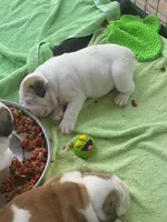 SnowFlake, a female English Bulldog for sale in Rockledge, FL – Photo 3 of 3