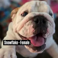 SnowFlake, a female English Bulldog for sale in Rockledge, FL – Photo 3 of 8