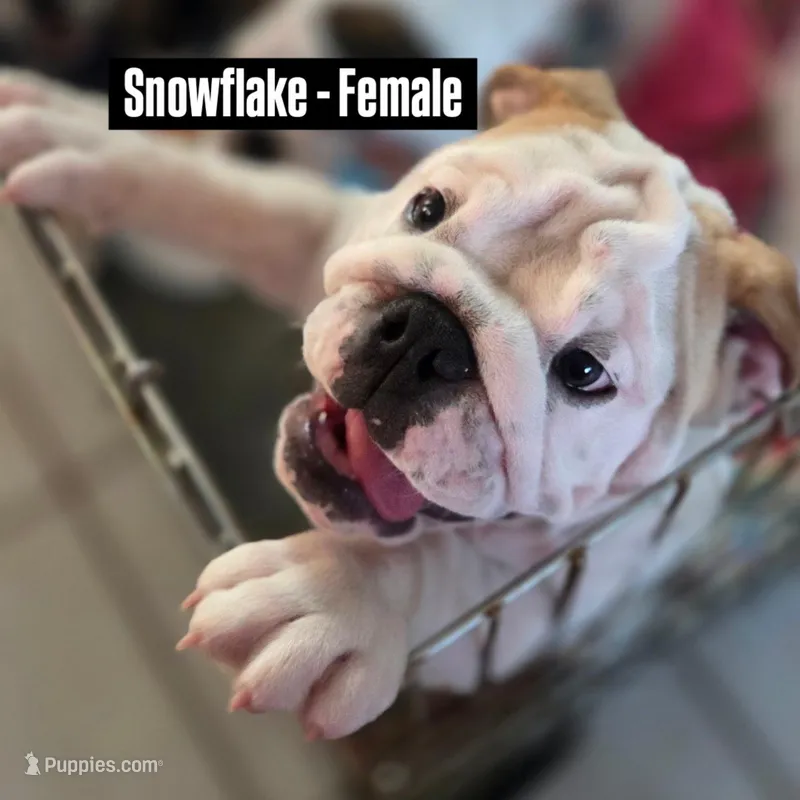 SnowFlake – English Bulldog puppy for sale in Rockledge, FL