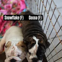 SnowFlake, a female English Bulldog for sale in Rockledge, FL – Photo 5 of 8