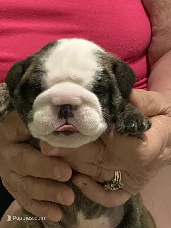 Mini Muu – English Bulldog puppy for sale in Rockledge, FL