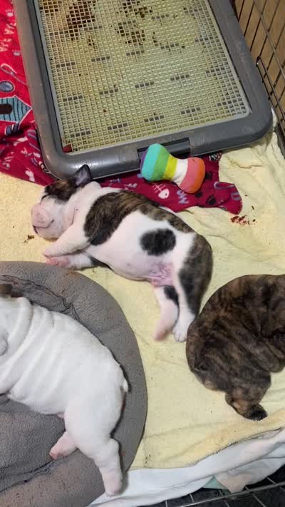 Mini Muu, a female English Bulldog for sale in Rockledge, FL – 5 of 6