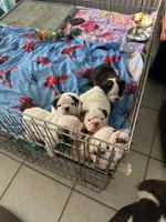 SnowBall, a male English Bulldog for sale in Rockledge, FL – Photo 3 of 5