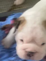 SnowBall, a male English Bulldog for sale in Rockledge, FL – Photo 5 of 5