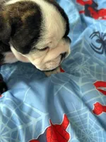 SnowBall, a male English Bulldog for sale in Rockledge, FL – Photo 1 of 5