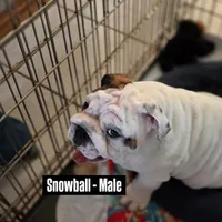 SnowBall, a male English Bulldog for sale in Rockledge, FL – Photo 3 of 9