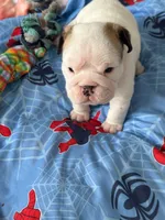 SnowBall, a male English Bulldog for sale in Rockledge, FL – Photo 2 of 5