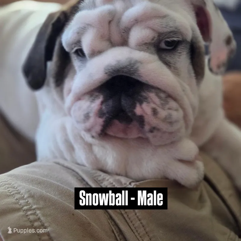 SnowBall – English Bulldog puppy for sale in Rockledge, FL