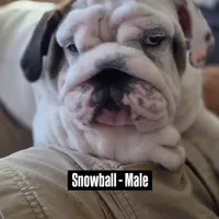 SnowBall, a male English Bulldog for sale in Rockledge, FL – Photo 1 of 9